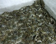 螃蟹养殖