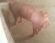 肉猪养殖